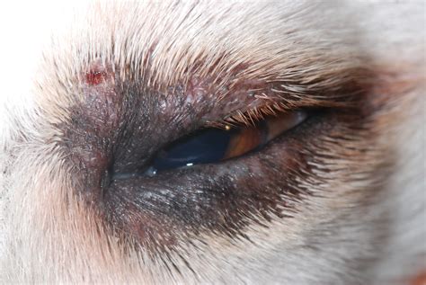 What Causes Swollen Eyelids In Dogs - Infoupdate.org