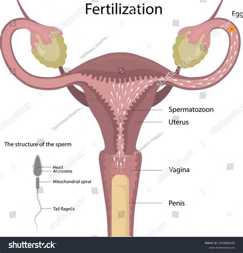 3 Sperm Movement Vagina Images Stock Photos 3D Objects Vectors Shutterstock