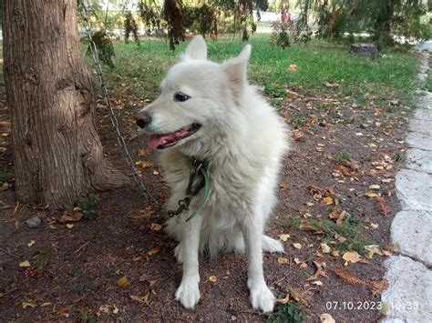 Собака породи: лайка самоєд: Бесплатно - Бесплатно (животные и вязка ...