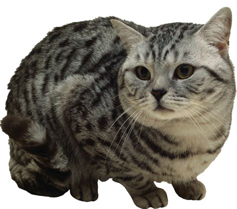 Cat Png