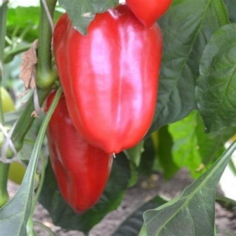 Перец Боярыня: описание сорта, характеристика плодов, агротехника ...