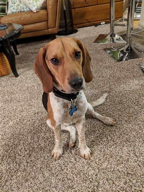 I think my 1 year old beagle baby is actually a mix! Any thoughts? : r/beagle