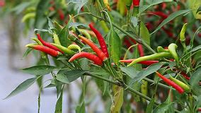 Jerk Hot Sauce Jerk My Chain