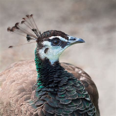 Free Indian Peafowl Peafowl Images Pixabay