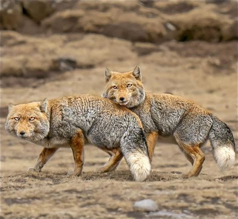 Create Meme Tibetan Fox Tibetan Sand Fox Himalayan Fox Pictures