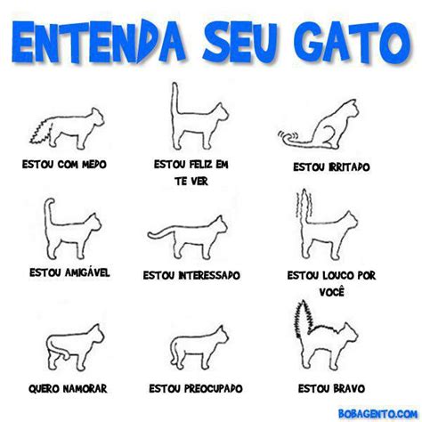 Margarida E Os Animais Como Entender O Seu Gato