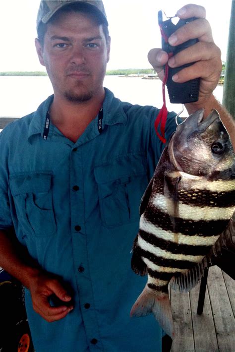 Nature guide explaining how sheepshead survive in saltwater 9