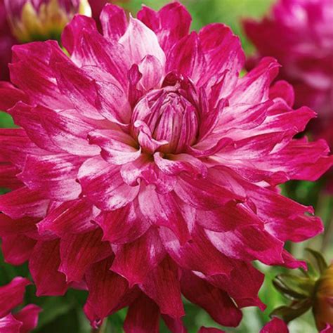 Cloudy Sky Dahlia Bulbs | The Tree Center™