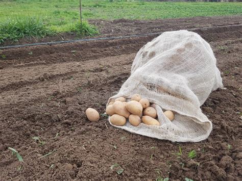 Saco De Patatas De Siembra En El Suelo Para Cultivar Plantar Patatas