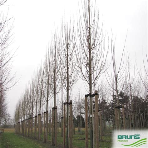 Populus Nigra Italica Pyramiden Pappel Säulen Pappel Von Bruns Pflanzen