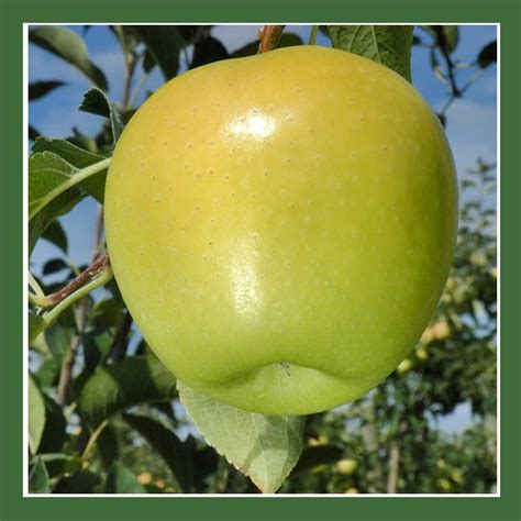 An Apple Hanging From A Tree With Green Leaves