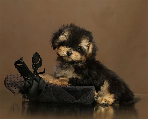 Купить щенка мальтипу в Москве — Питомник мальтипу «Mia Me»