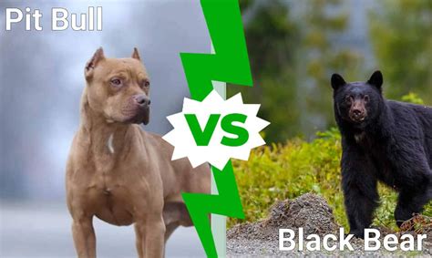 Pit Bull Vs Black Bear Which Animal Would Win A Fight A Z Animals