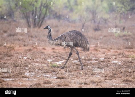 emu australia  res stock photography  images alamy