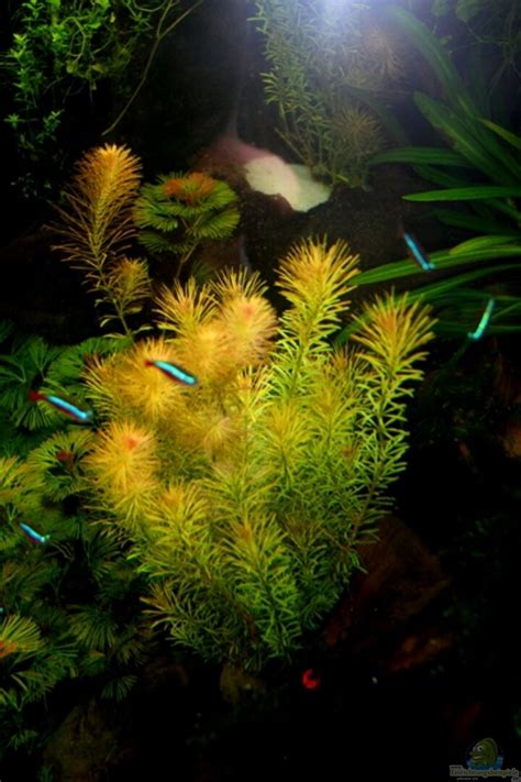 Rotala Wallichii Alle Wichtigen Infos