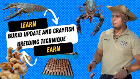 farm update  australian redclaw crayfish breeding technique youtube