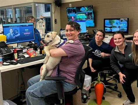 Why Pit Bull Mixes Dominate Southeastern Shelters - SPCA Albrecht
