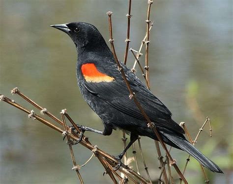 The Return Of The Red Winged Blackbird New York Almanack