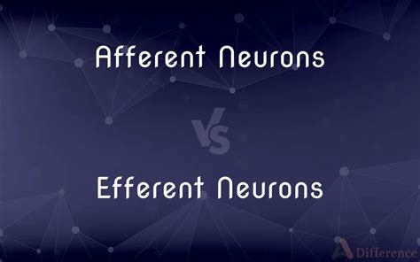Afferent Neurons Vs Efferent Neurons — Whats The Difference