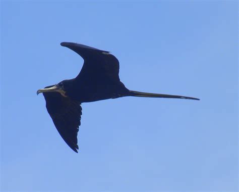 Tijereta De Mar Magnificent Frigatebird Fregata Magnificens A