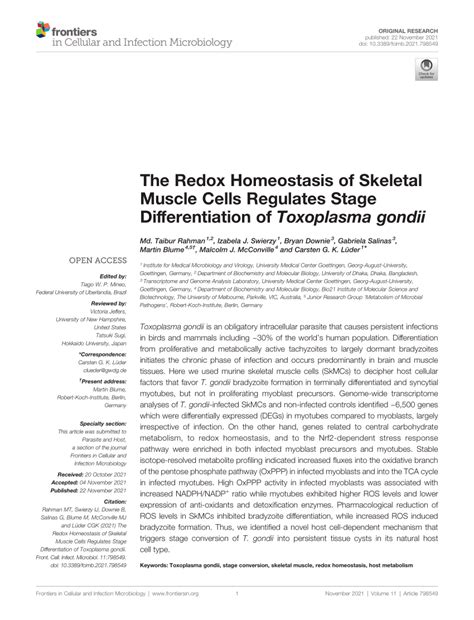 Pdf The Redox Homeostasis Of Skeletal Muscle Cells Regulates Stage