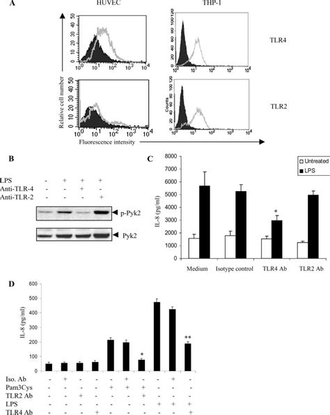 The LPS Pyk2 IL 8 Pathway Is TLR4 Dependent A HUVEC And THP 1 Were