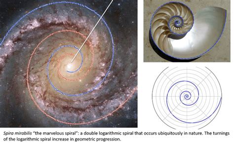 morphogenic field  real scientists show   understand nature