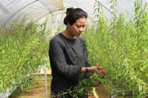 Hot girl Đà Lạt trồng cây lạ có bao nhiêu lái khuân sạch bấy nhiêu Báo Dân Việt