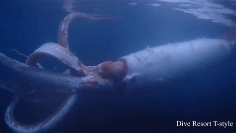 On Twitter Japan Divers Capture Rare Footage Of Live