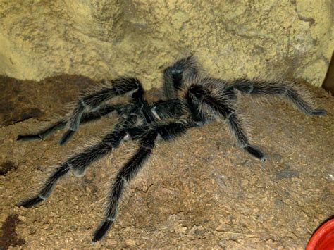 MM Lasiodora Parahybana | Tarantula Forum