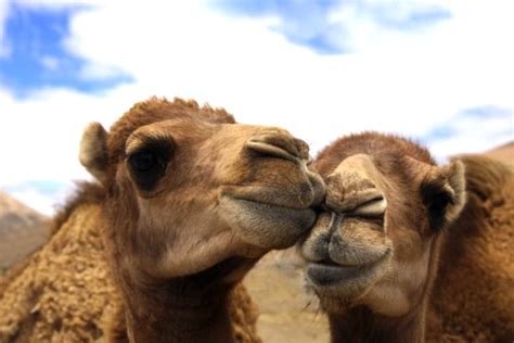 Europe Laps up Dubai's Camel Milk Beauty Bars - Green Prophet