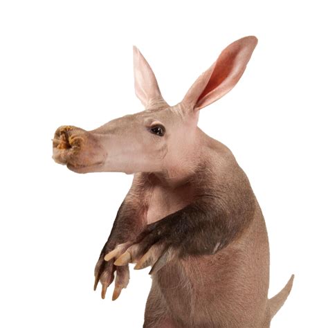 aardvark animal 1