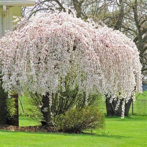 Weeping Cherry Tree Winter