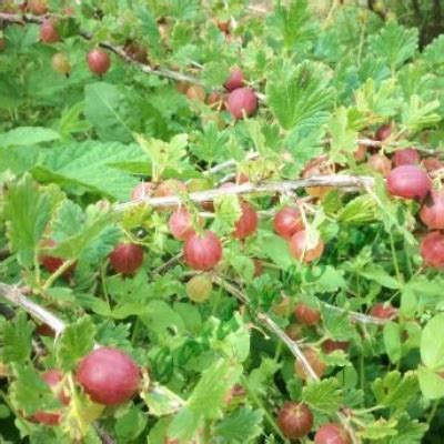 Крыжовник “КОНФЕТНЫЙ” - Цена на саженцы в питомнике Зеленый Сад Крым