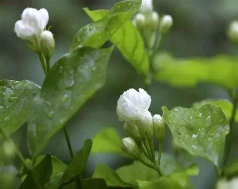 茉莉花的養殖方法介紹，知道這幾點，輕鬆養殖茉莉花 每日頭條