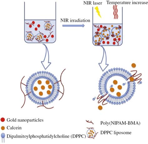 Potential Ability Of Microbubbles To Carry A Large Number Of Liposomes