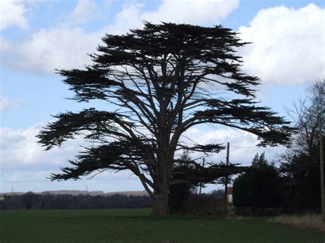 cedar tree pictures facts  cedar trees