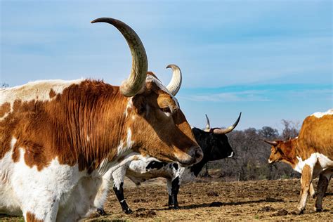 Profile of Longhorn bull with curved, sharp horns Photograph by Wendell ...