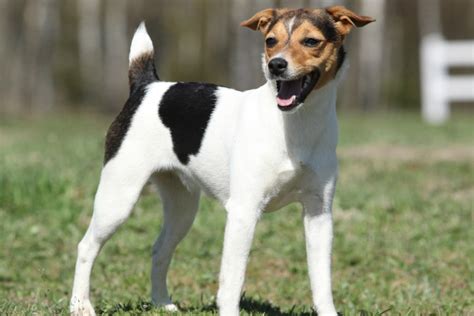 Difference Between Jack Russell Parson Russell Russell Terrier