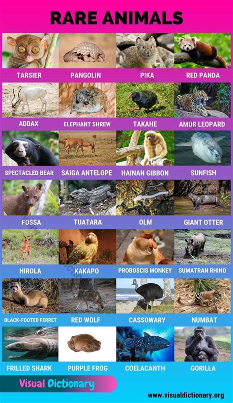 Desert Animals List With Names