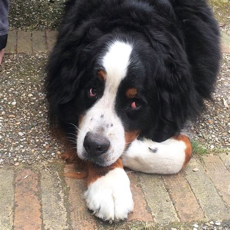Alles Over De Berner Sennenhond Lees Het Bij Perfectehondnl
