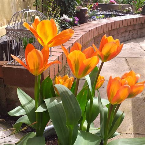 Tulipa Orange Emperor Tulip Orange Emperor Fosteriana In