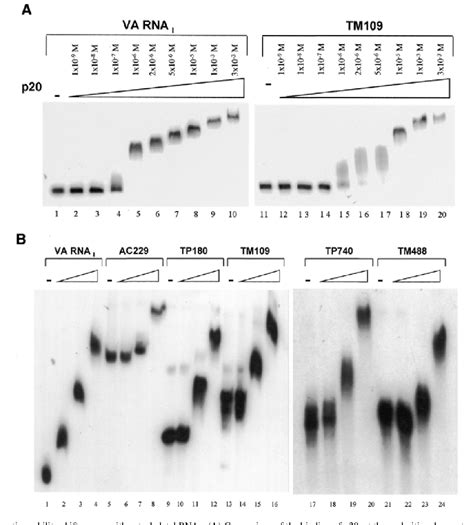 Figure From The Untranslated Regions Of Cytoskeletal Muscle Mrnas