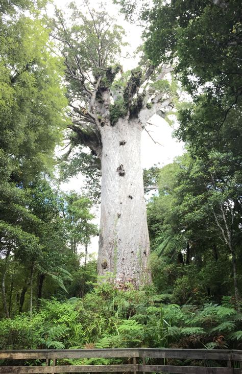 Tane Mahuta, Waipoua Kauri Forest, New Zealand [OC][3218x4971] : r/EarthPorn