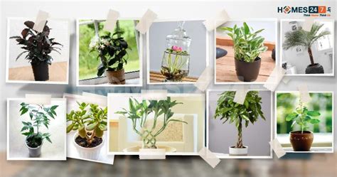 Top 10 Lucky Plants For Home List Of Best Good Luck Plants 😮