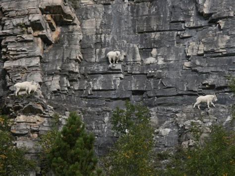 facts around us: Goats Being Crazy stunning mountain goats photography