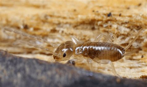 7 Earwig Facts: They Can Fly, Jump, and Break Falls - Odd Facts