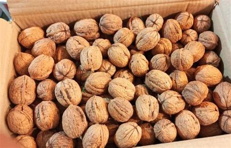 Walnut With Shell Packaging Type Loose 25 Kg At Rs 799 Kg In