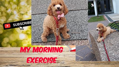 My Toy Poodle Morning Exercise Youtube