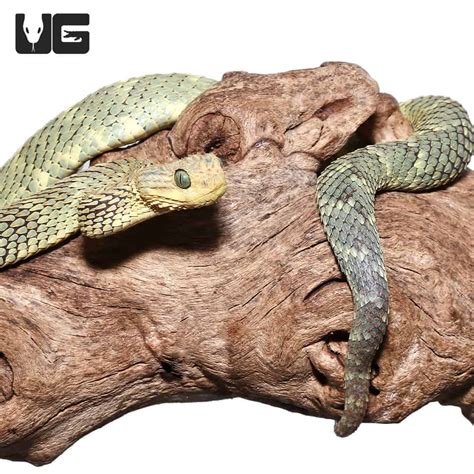 Adult Green Squamigera Bush Viper Atheris Squamigera For Sale